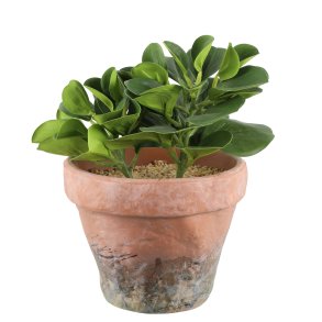 Plante�sukkulent�hengende�78cm