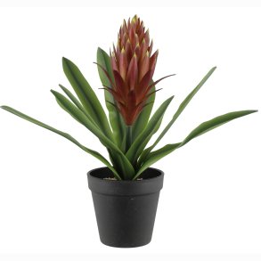 Plante Bromelia 32cm
