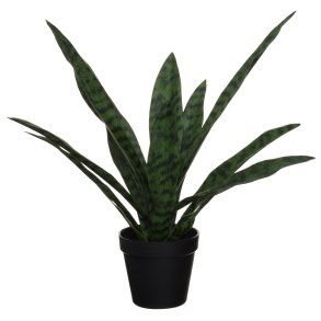 Plante Sansevieria 51cm