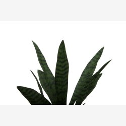 Plante Sansevieria 51cm