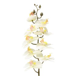Plante Orkid� Gren hvit 73 cm