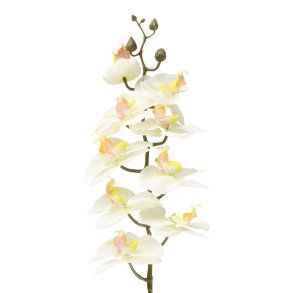 Plante Orkid� Gren hvit 73 cm