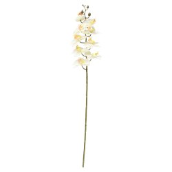 Plante Orkid� Gren hvit 73 cm