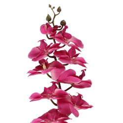Plante Orkid� Gren r�d 73 cm