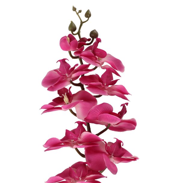 Plante Orkid� Gren r�d 73 cm