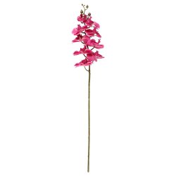 Plante Orkid� Gren r�d 73 cm